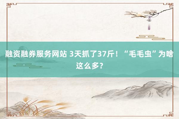 融资融券服务网站 3天抓了37斤！“毛毛虫”为啥这么多？
